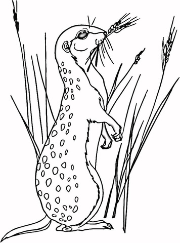 Meerkat In Grass  Coloring Page